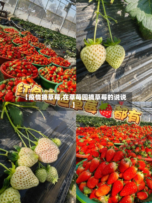 【疫情摘草莓,在草莓园摘草莓的说说】