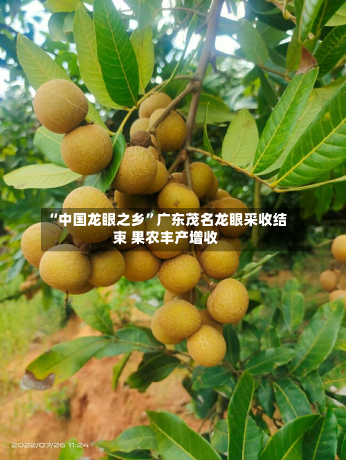 “中国龙眼之乡”广东茂名龙眼采收结束 果农丰产增收-第3张图片
